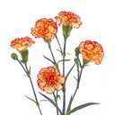 Mini Carnation - Vespa - Bi-Colour Yellow & Red.jpg