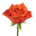 rose-orange-crush-w-stem-300x300.webp