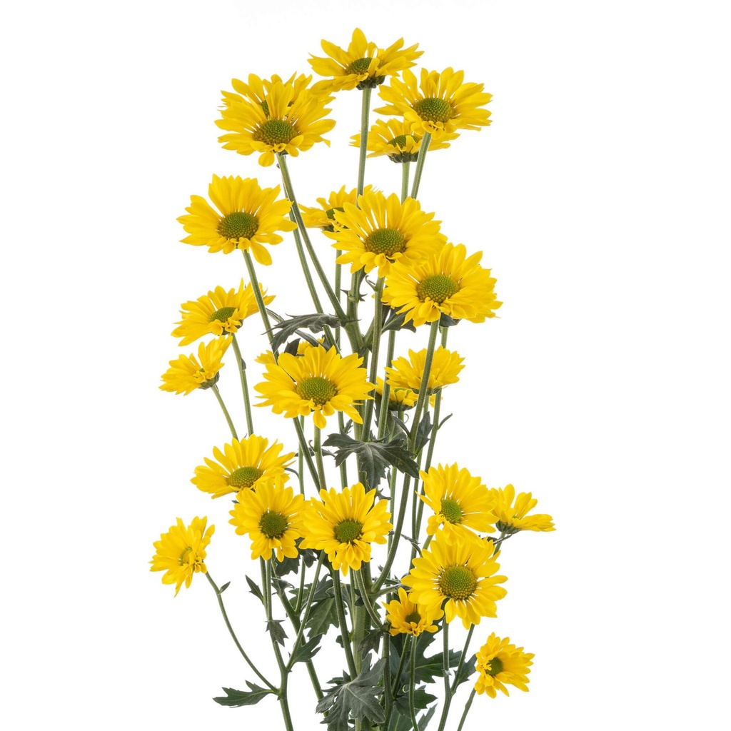 Micropom - Yellow Superb 1.jpg