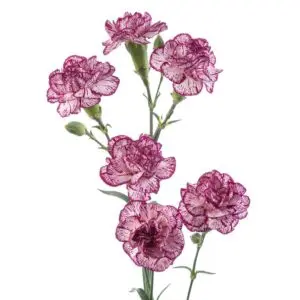 Mini-Carnation-Spray-Bi-Color-Purple-White-Spectro-2-300x300.webp