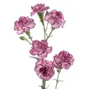 Mini-Carnation-Spray-Bi-Color-Purple-White-Spectro-2-300x300.webp