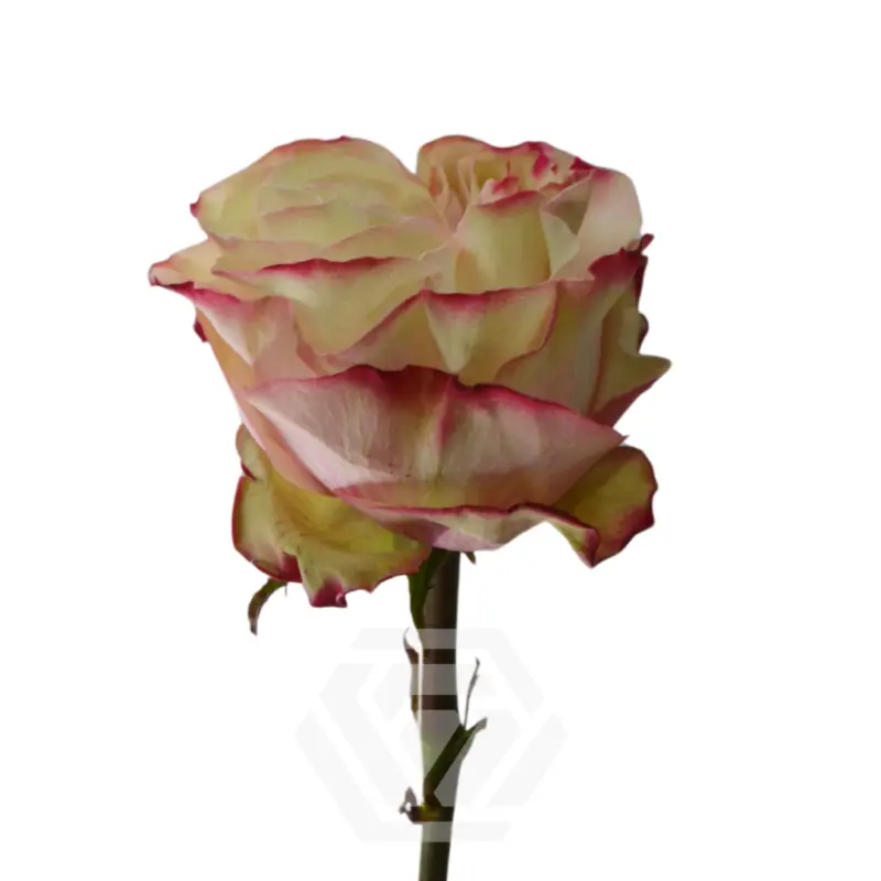 Country CANDY 2.webp