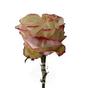 Country CANDY 2.webp