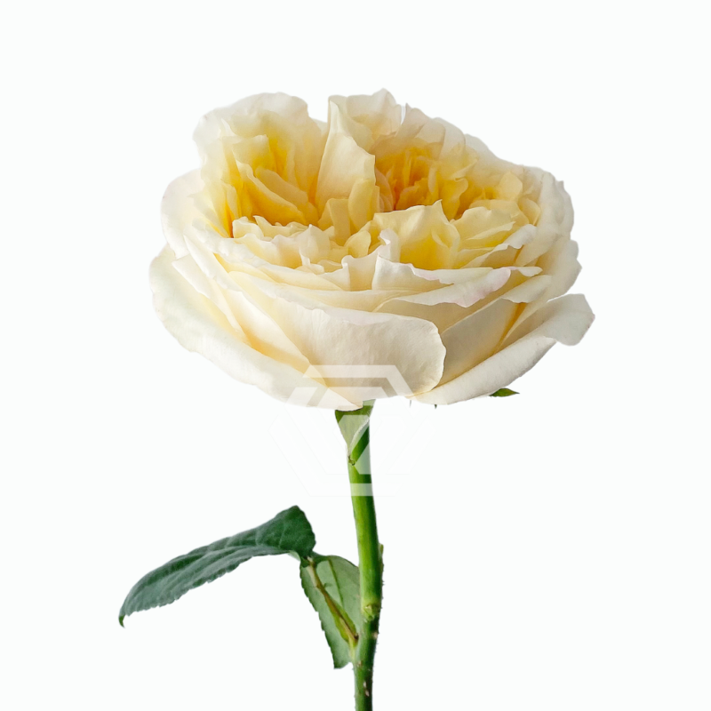 Cream Xpression 2.png