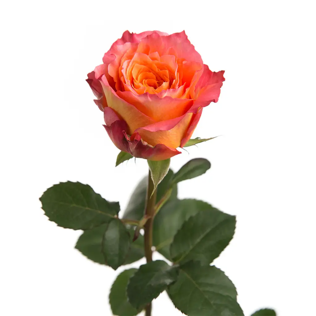 Free-Spirt-Roses.webp