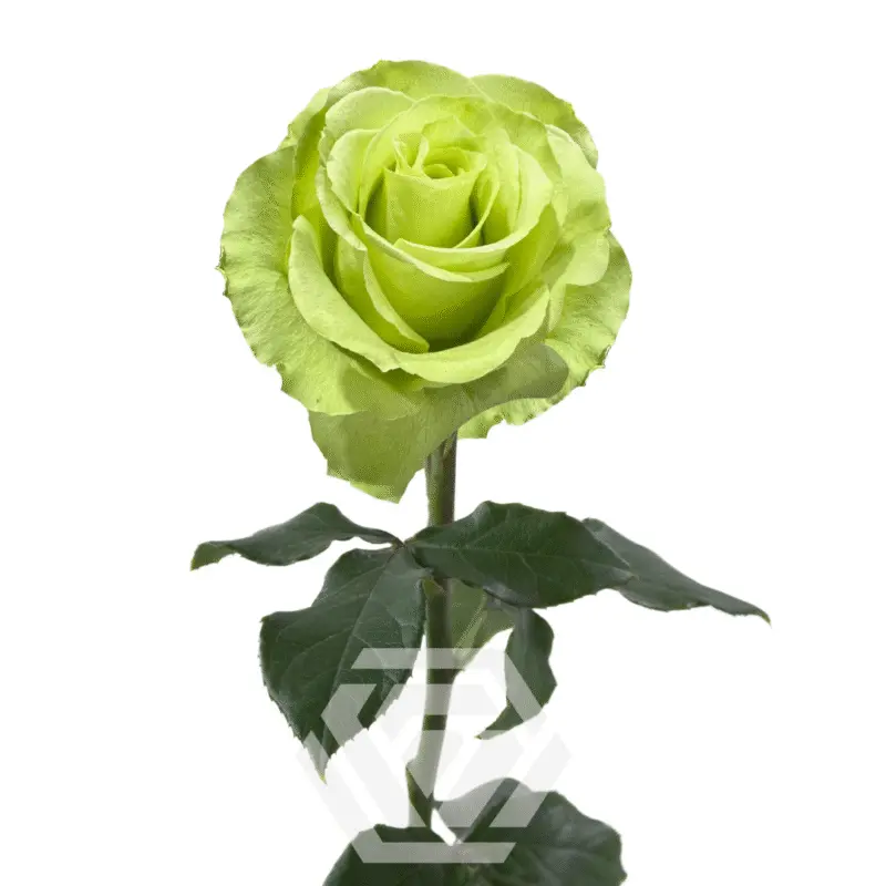 GREEN-ROMANCE-TALLO-800x800.webp