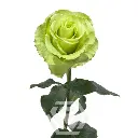 GREEN-ROMANCE-TALLO-800x800.webp