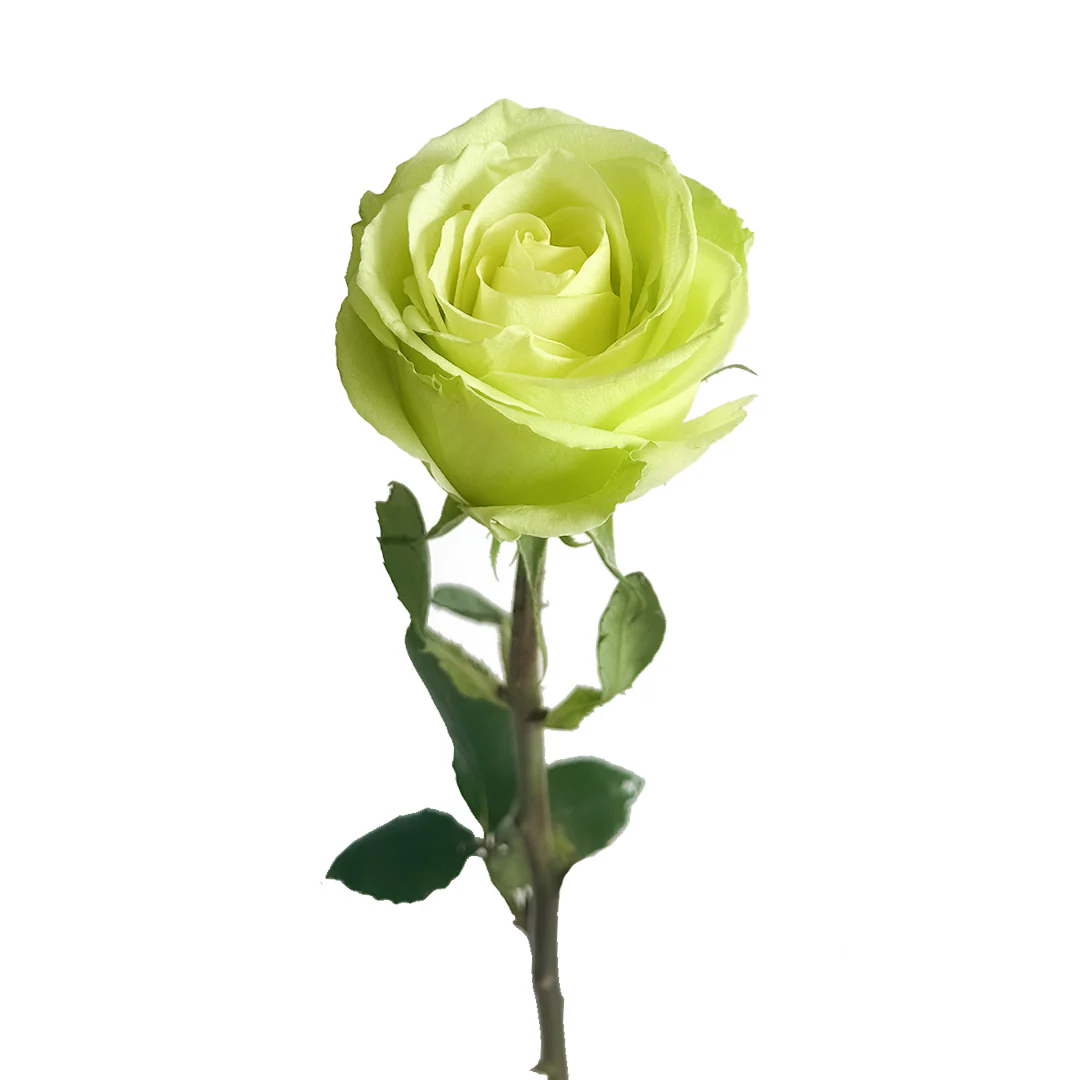 Rose-Green-Romance.webp