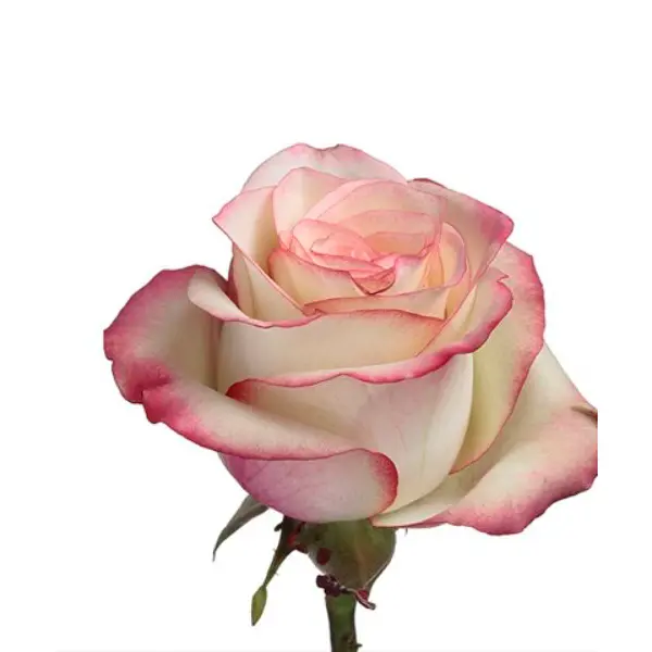 paloma w stem new.webp