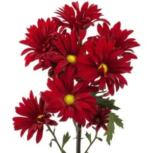 Daisy-Brahma-300x300.webp