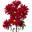 Daisy-Brahma-300x300.webp