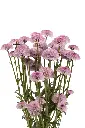 DOTTY-CHERRY-FRONTAL-1980x2970.webp
