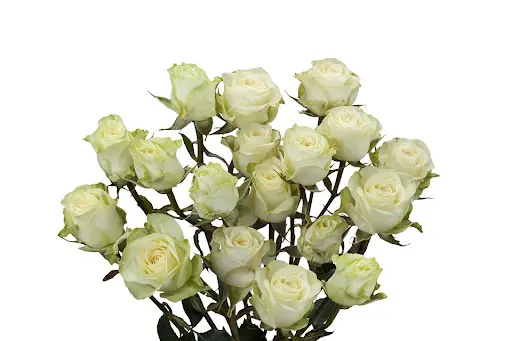 Spray-Rose-White-Floreana.webp