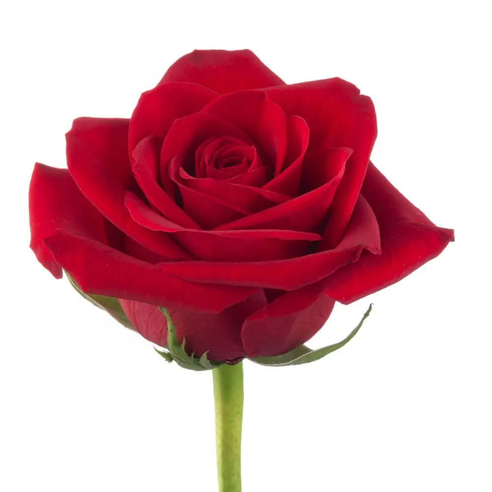 rose-freedom-w-stem.webp