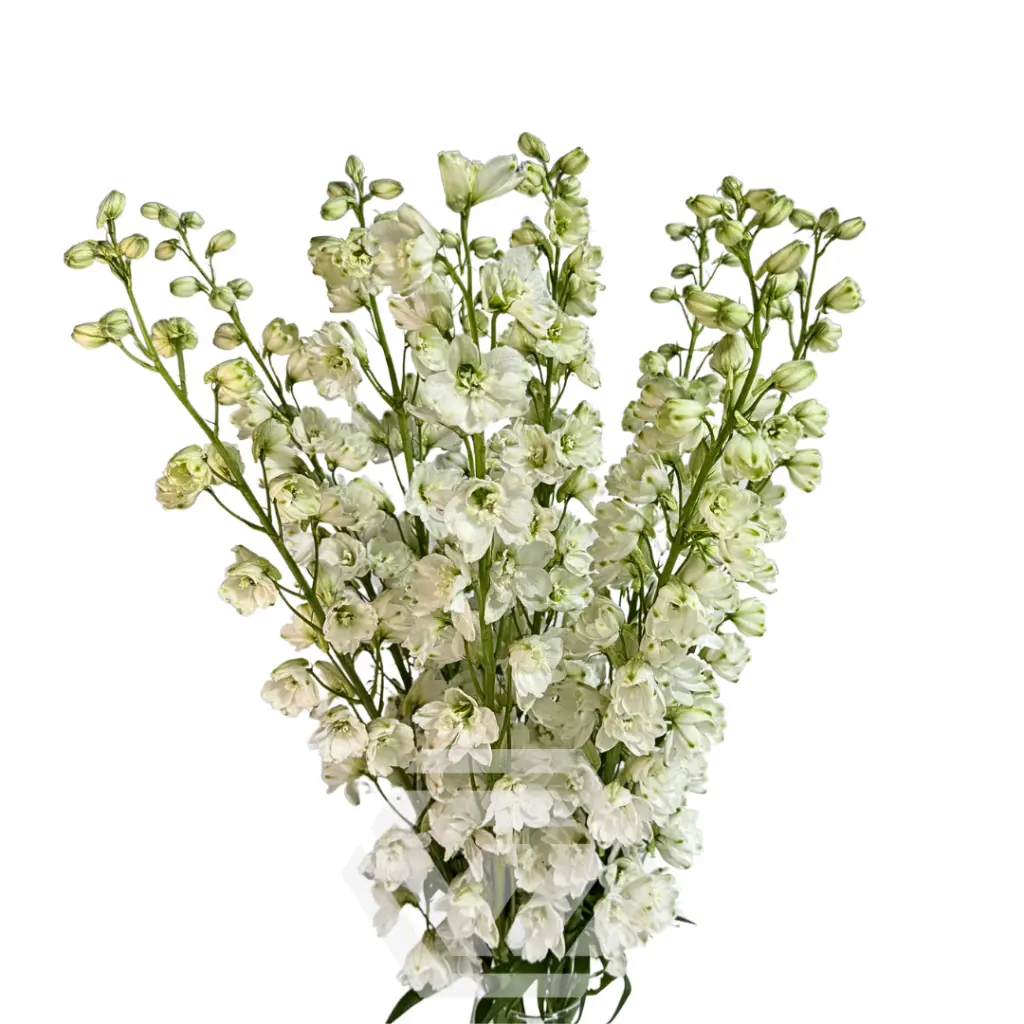 Delphinium-Guardian 1.webp