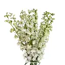 Delphinium-Guardian 1.webp