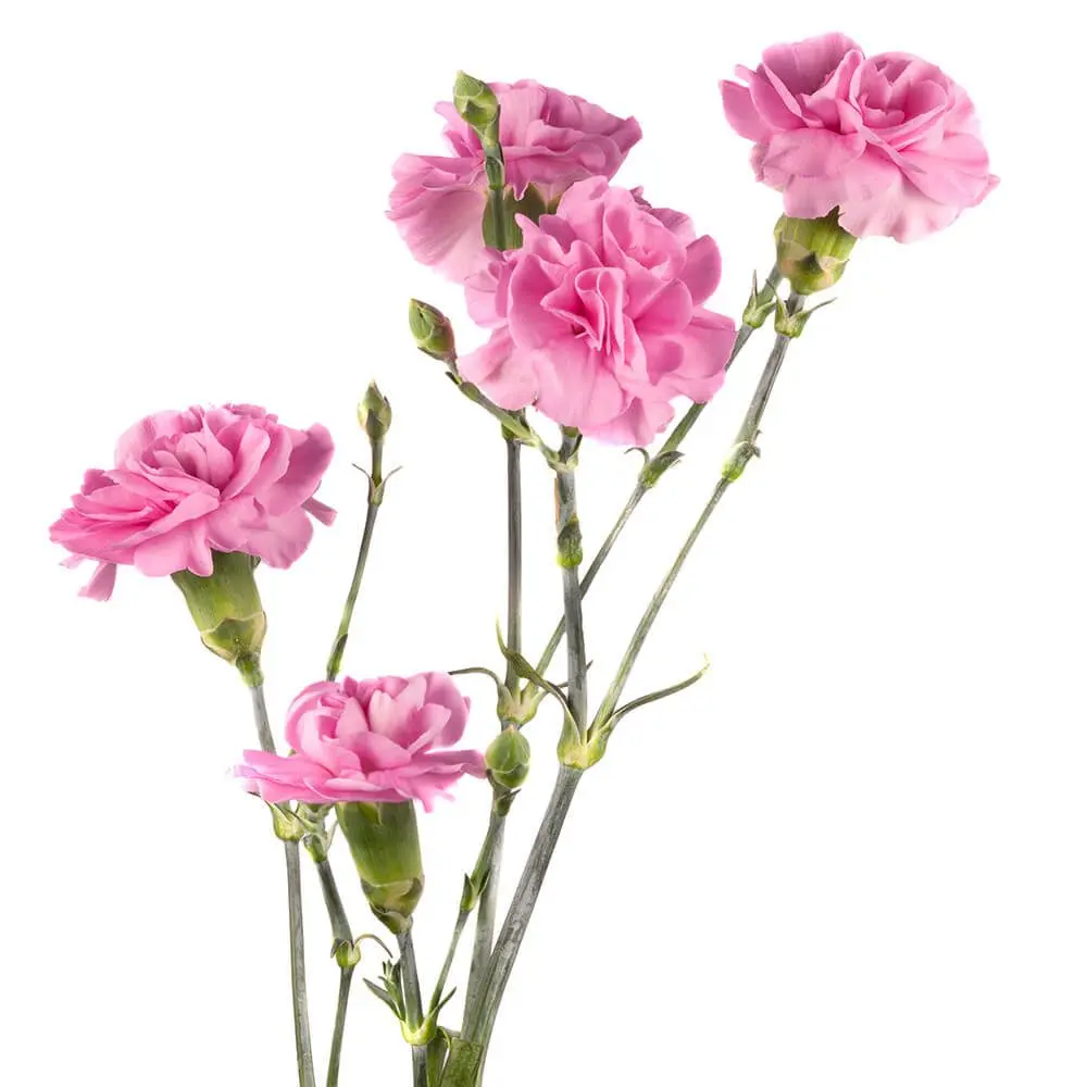 Mini-Carnation-Light-Pink-Milkana.webp