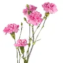 Mini-Carnation-Light-Pink-Milkana.webp