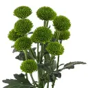 green-pom-pom-whatsapp-w-stem-300x300.webp