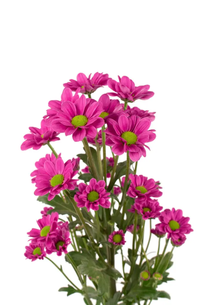 Micropom - Ilsey 1.webp