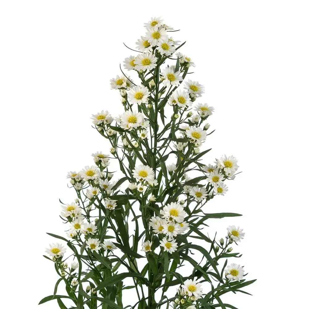 aster-white-w-stem.webp