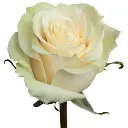 Mondial-Rose-w-Stem1-500x500.webp