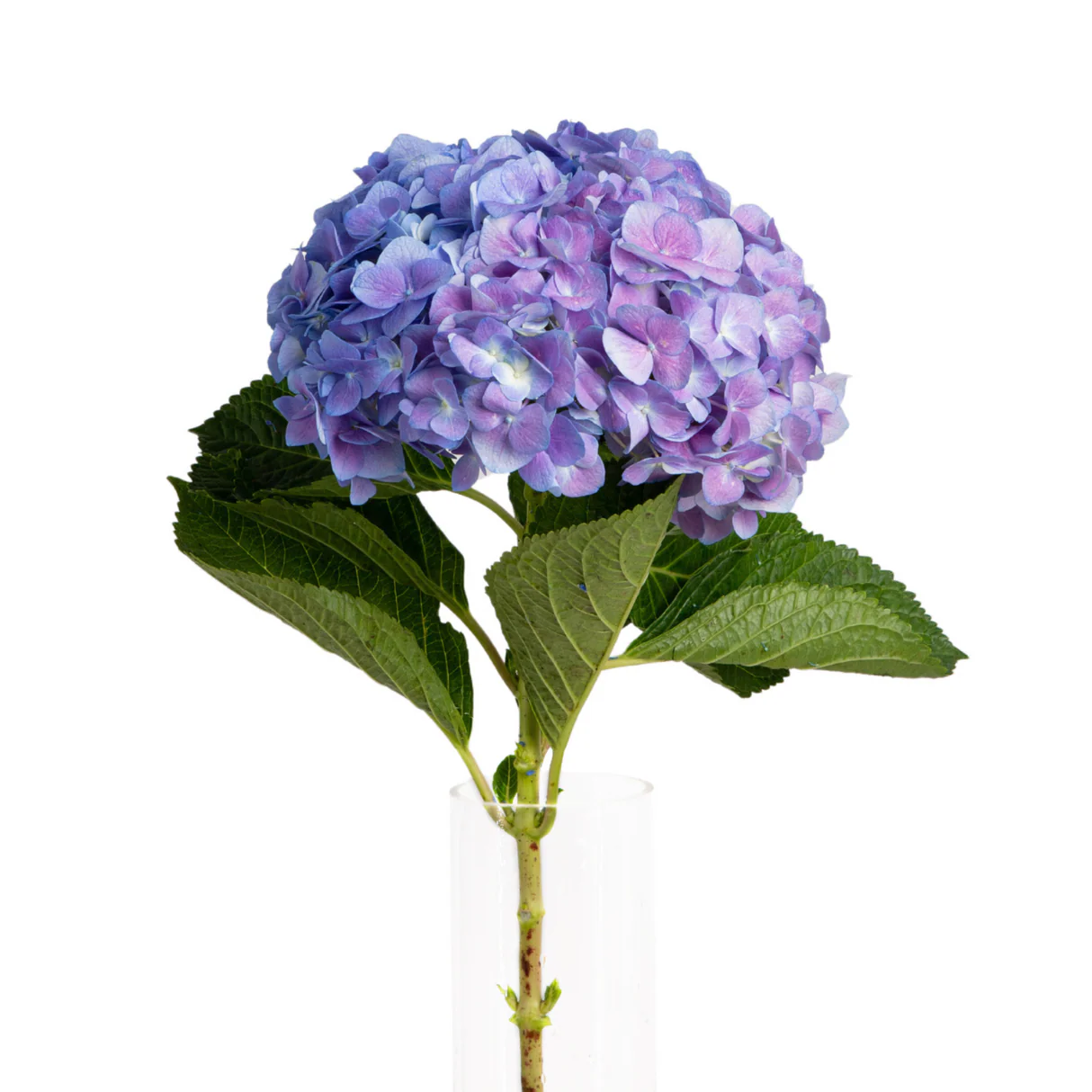 Hydrangea_PremiumGrade_LightPurple.webp