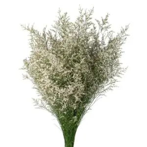 White-Limonium-White-Caspia-300x300.webp