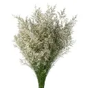 White-Limonium-White-Caspia-300x300.webp