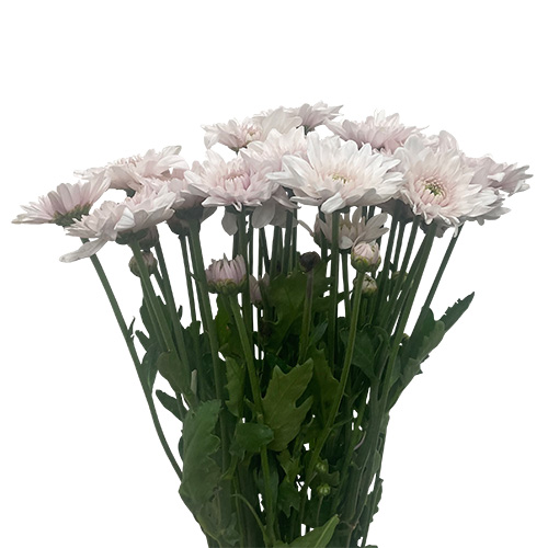pompon_cushion_candor_light_purple_cream.jpg