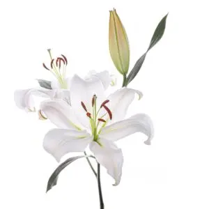 Zambesi-Oriental-White-2-300x300.webp