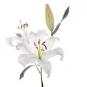 Zambesi-Oriental-White-2-300x300.webp