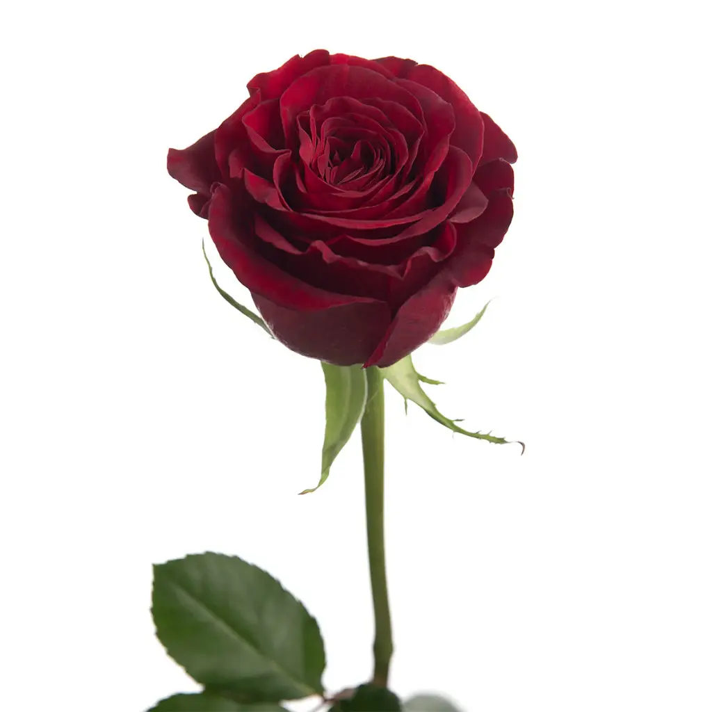 Hearts-garden-Rose.webp