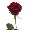 Hearts-garden-Rose.webp