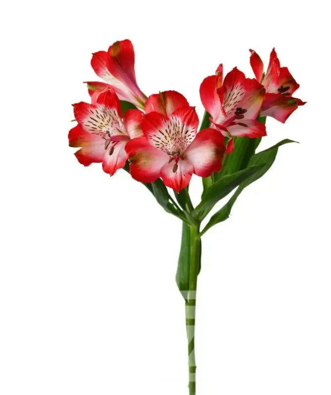 Screenshot 2026-02-06 124643.webp