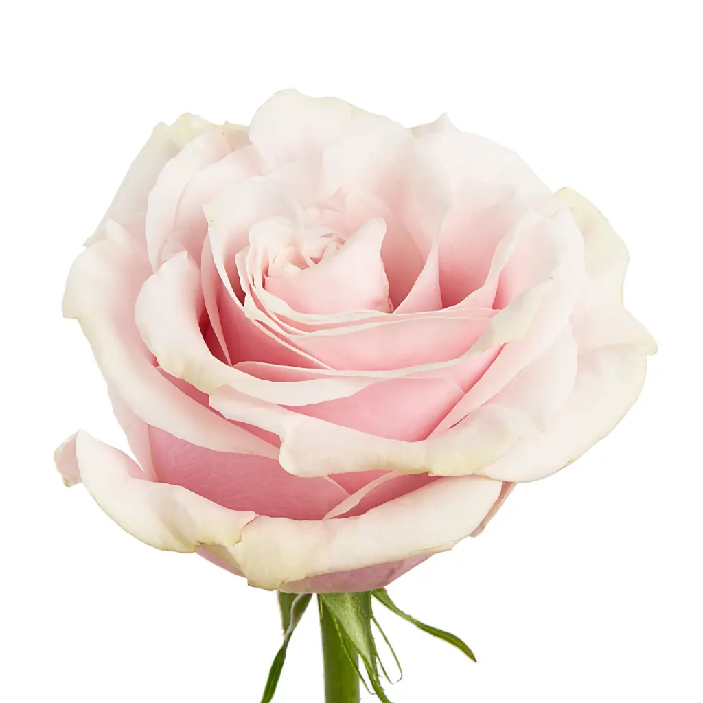 FMI-Farms-Pink-Mondial-Rose.webp