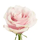 FMI-Farms-Pink-Mondial-Rose.webp