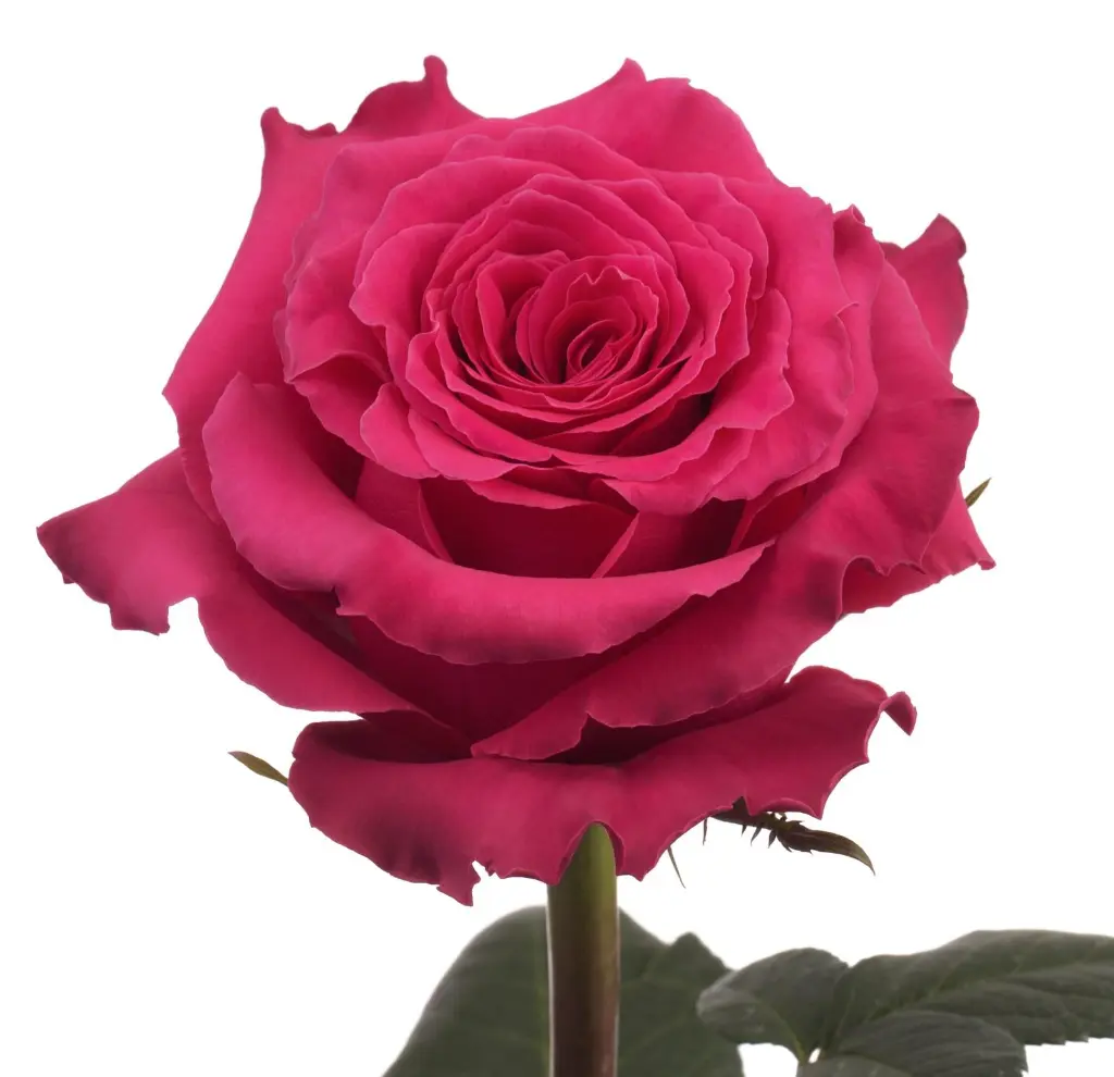 Roses-Hot-Pink-Full-Monty-.webp