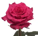 Roses-Hot-Pink-Full-Monty-.webp