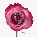 Rose-40cm-Deep-Purple-300x300.webp