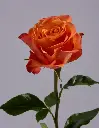 oRANGe Joy .webp