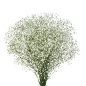 GYP-Cosmic-w-stem-300x300.webp