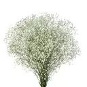 GYP-Cosmic-w-stem-300x300.webp
