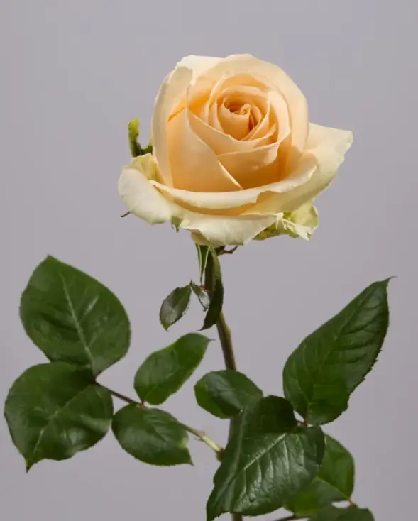 Peach Avalanche 2 .webp