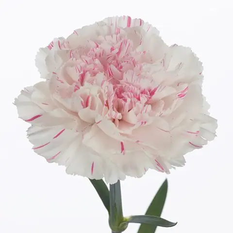 Carnation-Yucari-Cherry-70cm.webp