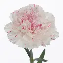 Carnation-Yucari-Cherry-70cm.webp