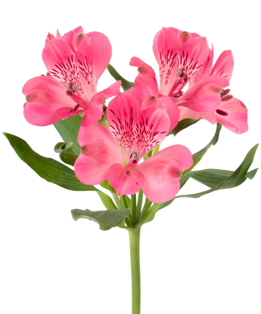 LYCHEE-ALSTROEMERIA-DPK-frontal-1980x2376.webp