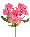 LYCHEE-ALSTROEMERIA-DPK-frontal-1980x2376.webp