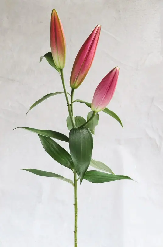 Pink Oriental Lily 2 .webp