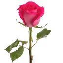 Untitled design (35).webp
